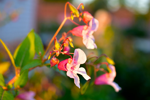 Pink flowers Of balsam Nedotrogi (Latin Impátiens glandulífera) in the rays of the setting sun