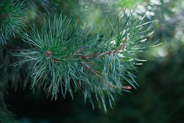 istock Fluffy pine tree branch. Christmas background, wallpaper. 1270993350
