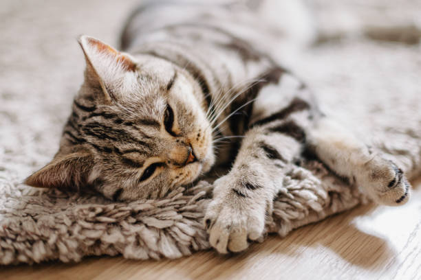 istock Fluffy kitten  (Scottish Stright breed) laying on the rug. 1270993821