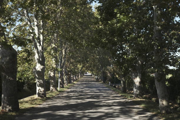 istock Street with plant 1270994846