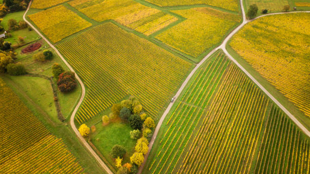 istock Autumnal vineyard, aerial view 1270995195