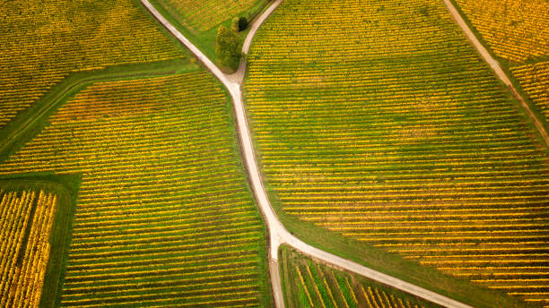istock Autumnal vineyard, aerial view 1270995240