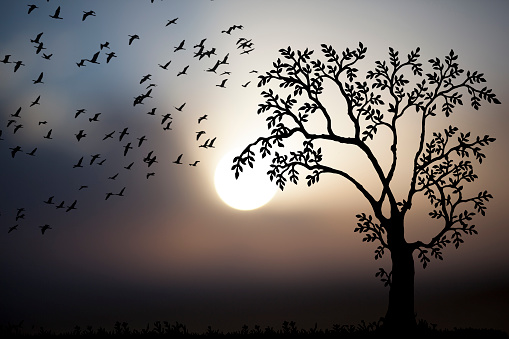 birds flying over the tree towards the sun towards freedom at sunset