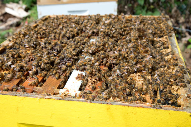Beautiful bees in hive.