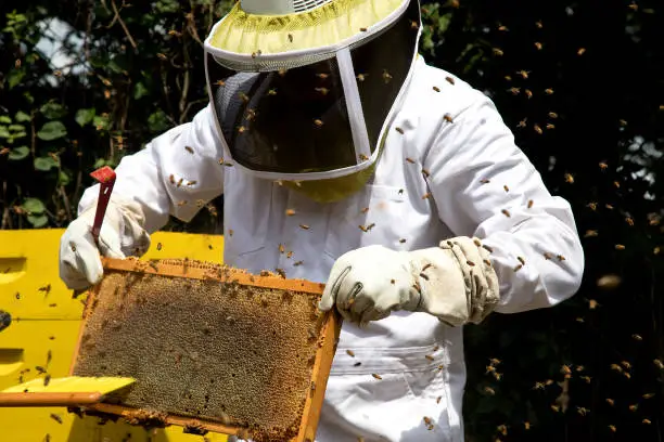 Photo of Beekeeper holding a honeycomb in a swarm of bees