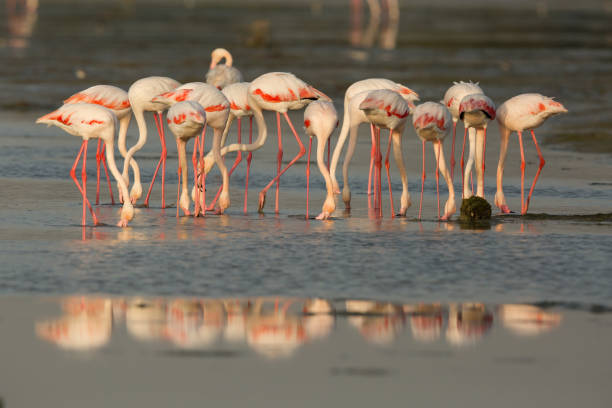 istock Greater Flamingos feeding 1270998132