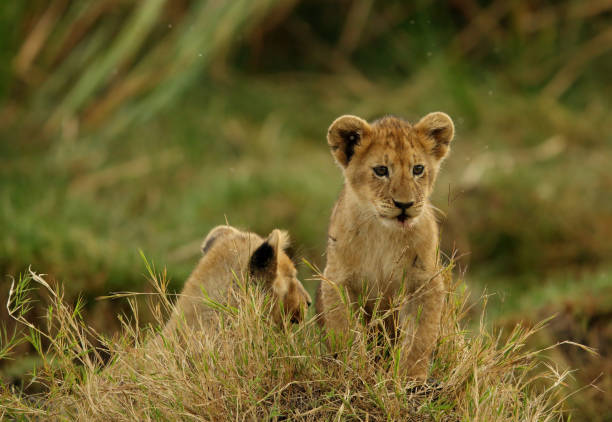 istock Lion cubs in the grasses 1270999103