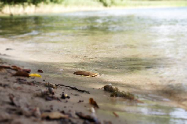 istock At the lake 