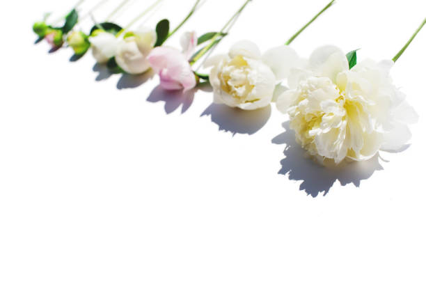 istock The layout from an unopened Bud to a flower. Flowers on white background. 1270999500