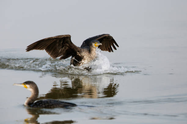 Neoaves Birds Example 260+ Neoaves Stock Photos, Pictures & Royalty-Free Images - iStock