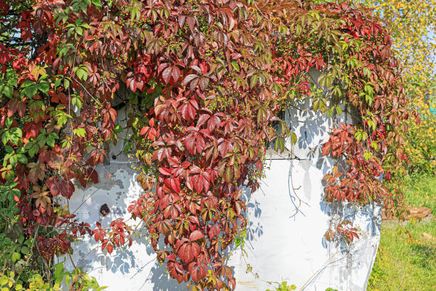 decorative maiden grapes on the wall of the house decorative maiden grapes on the wall of the house parthenocissus stock pictures, royalty-free photos & images