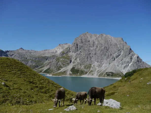 Austrian Summerday at the Lünersee with three cows grazing on an alpine meadow