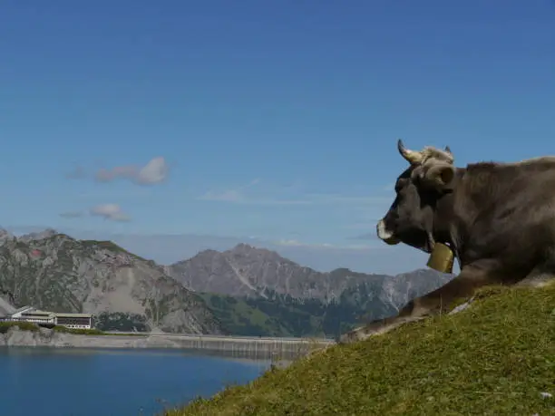 Austrian Summerday at the Lünersee alpine meadow with grazing cow