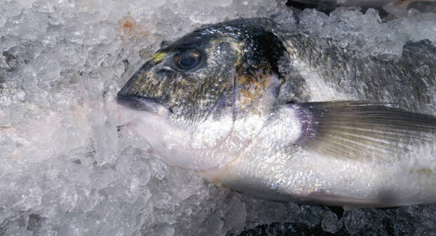 мертвый океан дорадо рыбы охлаждается во льду на рынке крупным планом - fish catch of fish catching dead animal стоковые фото и изображения