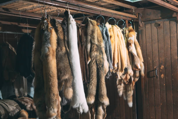 istock Animal fur. foxes, raccoon, wolf, beaver, mink, nutria hanging after processing. 1271008135