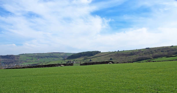 istock panoramic view of sheep and new spring lambs grazing in fields surrounded by stone walls and hills in west yorkshire pennine countryside 1271008159