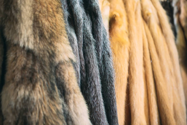 istock Animal fur. foxes, raccoon, wolf, beaver, mink, nutria hanging after processing. 1271008241
