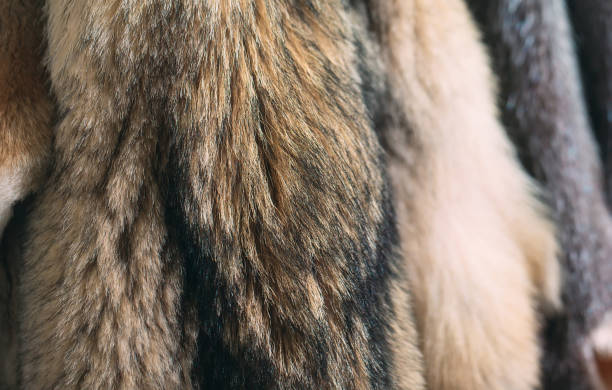 istock Animal fur. foxes, raccoon, wolf, beaver, mink, nutria hanging after processing. 1271008256