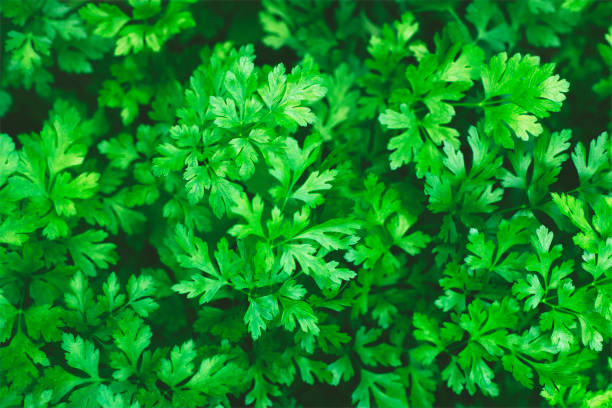 istock parsley leaves growing in garden 1271008258