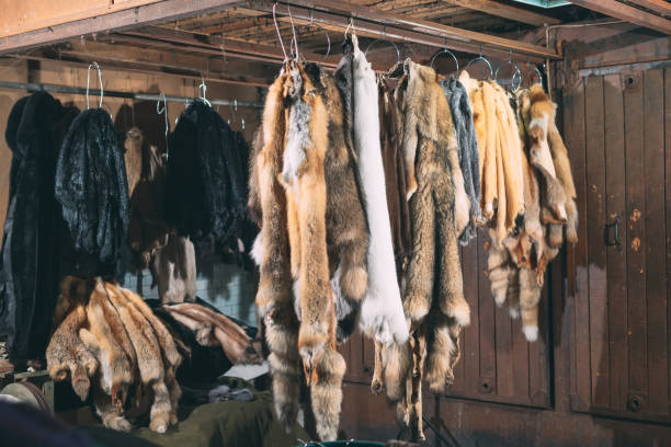 istock Animal fur. foxes, raccoon, wolf, beaver, mink, nutria hanging after processing. 1271008319