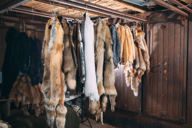 istock Animal fur. foxes, raccoon, wolf, beaver, mink, nutria hanging after processing 1271008360