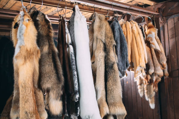 istock Animal fur. foxes, raccoon, wolf, beaver, mink, nutria hanging after processing 1271008370