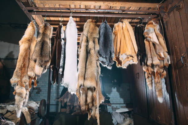 istock Animal fur. foxes, raccoon, wolf, beaver, mink, nutria hanging after processing 1271008384