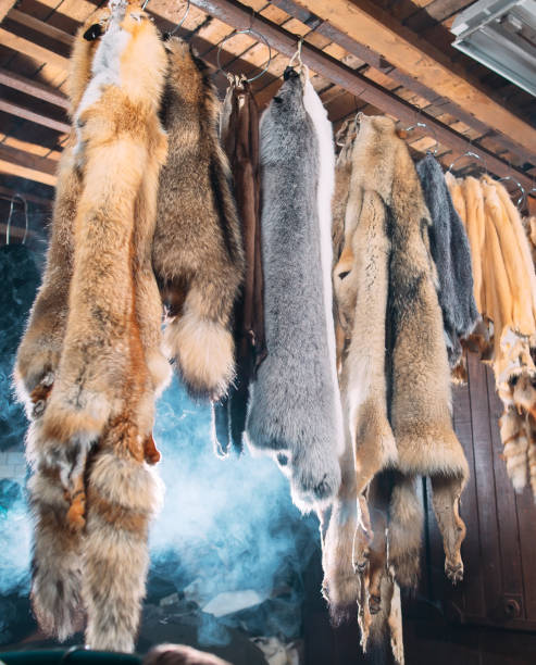 istock Animal fur. foxes, raccoon, wolf, beaver, mink, nutria hanging after processing 1271008406