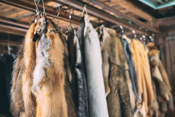 istock Animal fur. foxes, raccoon, wolf, beaver, mink, nutria hanging after processing. 1271008412
