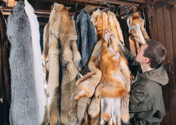 istock A young man hangs up the fur after treatment. 1271008932