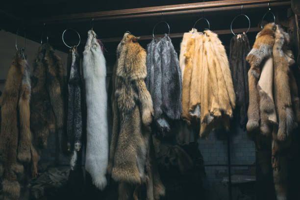 istock Animal fur. foxes, raccoon, wolf, beaver, mink, nutria hanging after processing. 1271009005