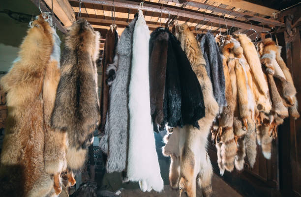 istock Animal fur. foxes, raccoon, wolf, beaver, mink, nutria hanging after processing. 1271009007