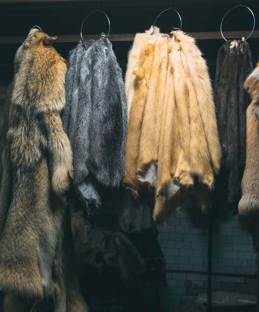 istock Animal fur. foxes, raccoon, wolf, beaver, mink, nutria hanging after processing. 1271009017