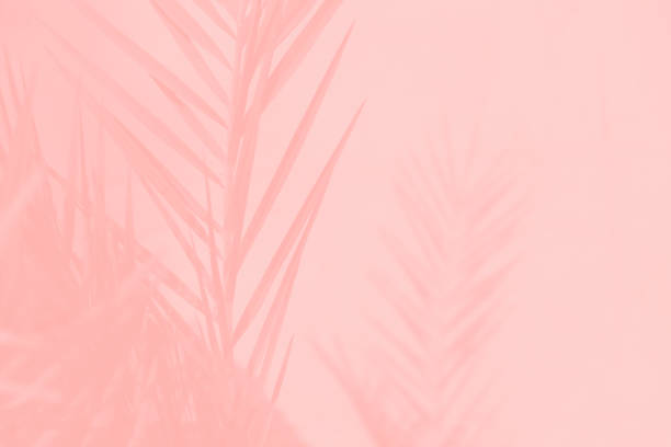 istock Pink coral date palm leaves on light pink background 1271009040