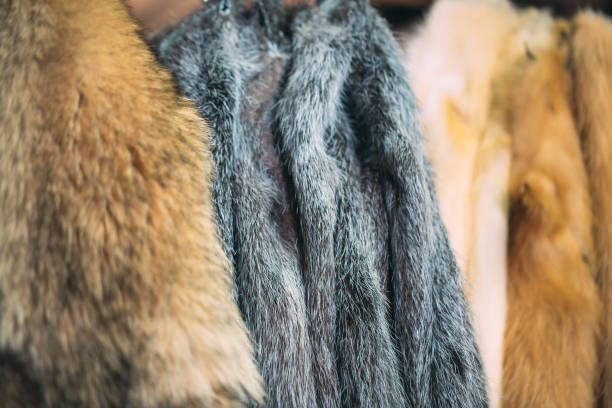 istock Animal fur. foxes, raccoon, wolf, beaver, mink, nutria hanging after processing. 1271009047