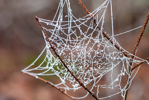 spider web in bushes