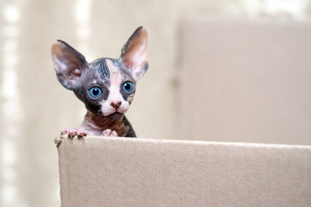 Hairless sphinx cat in short at home