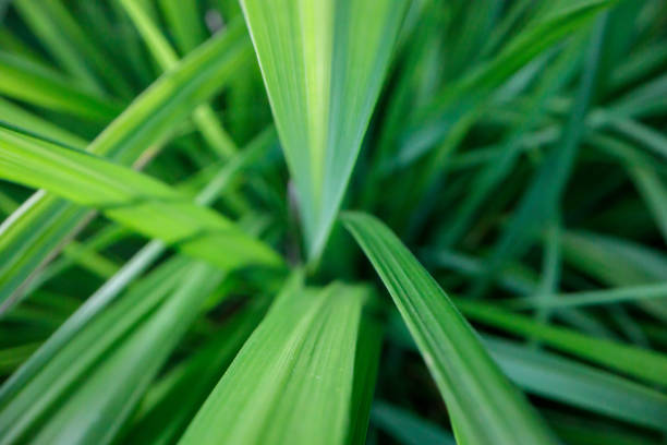 Long blades of green grass in shallow DOF.