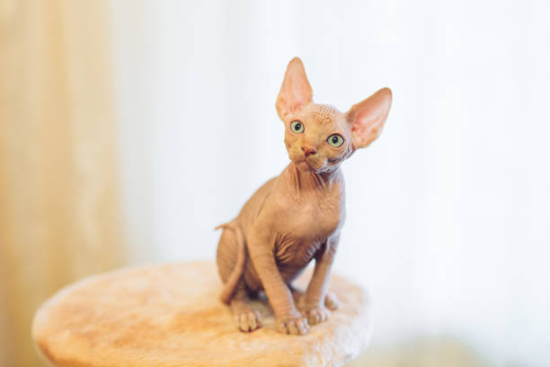 Hairless sphinx cat in short at home