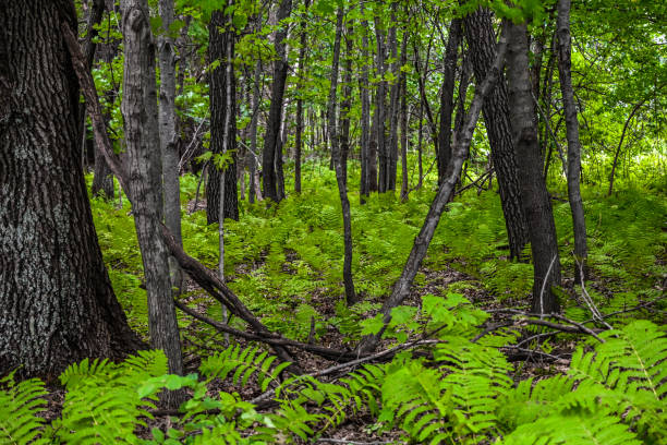 istock Wooded area with ferns on the forest floor 1271009684