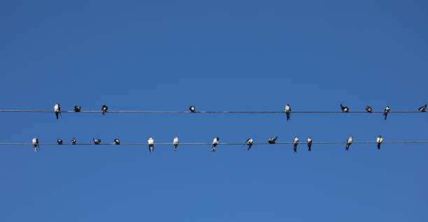 istock Birds (Swallows) sitting on a wire on clear blue sky background 1271010579