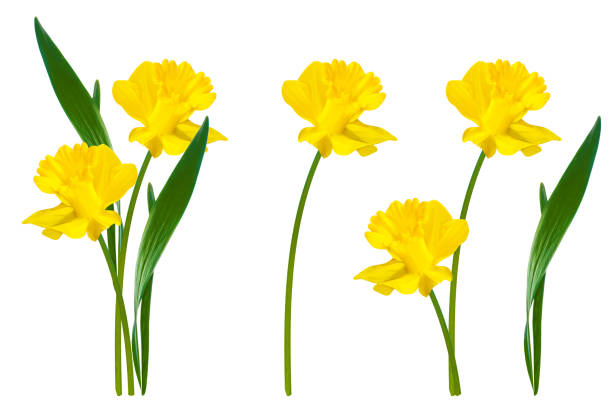 fleurs de printemps - daffodil bouquet isolated on white petal photos et images de collection