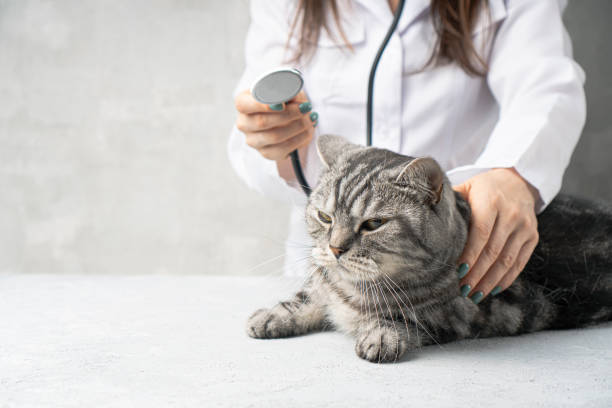 istock Checking cat by the veterinarian with the stethoscope. 1271011490