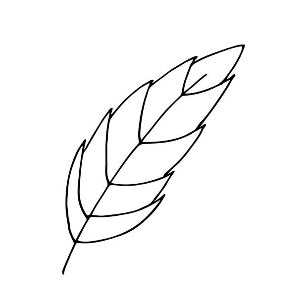 illustrations, cliparts, dessins animés et icônes de contour noir d’une feuille d’arbre sur un fond blanc. vecteur. griffonner - chestnut tree leaf tree white background