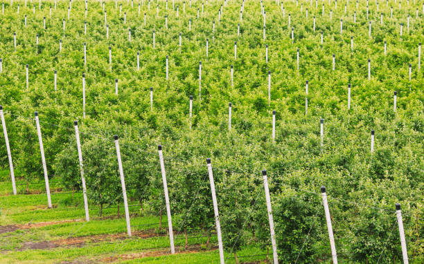 istock Agriculture. Rows of apple trees grow. Apple orchard. 1271011801
