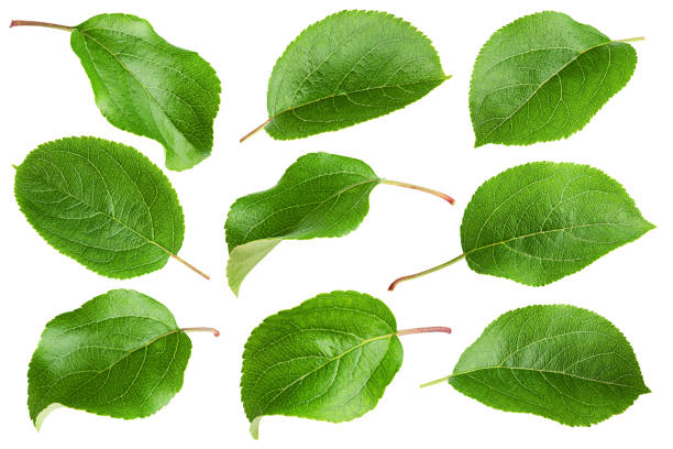 istock apple leaf, isolated on white background, clipping path, full depth of field 1271014833