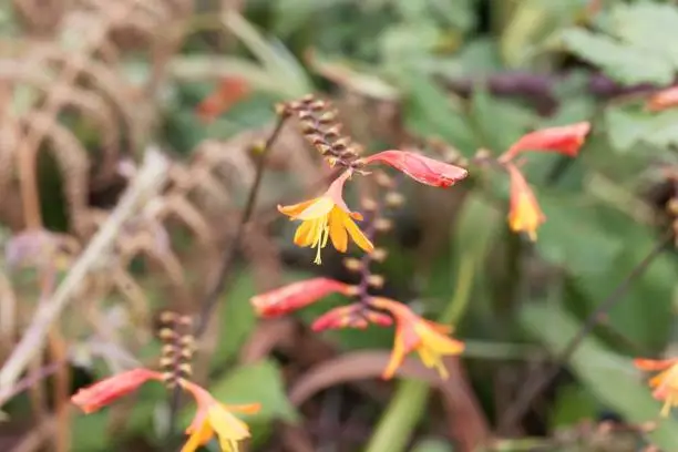 Flowers of a montbretia hybrid, Crocosmia x crocosmiiflora