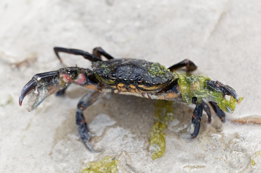 Crab on a river bank in costa rica