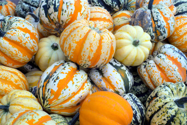 istock small decorative squash for thanksgiving or halloween decorations 1271019080