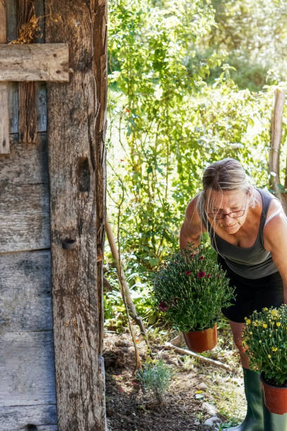 istock Senior woman gardening in back yard 1271020069